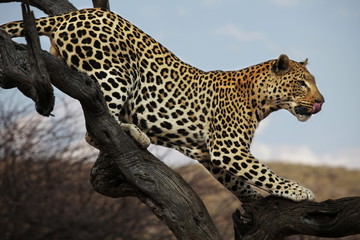 Plakat Leopard na drzewie