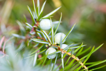 Juniper (Juniperus)