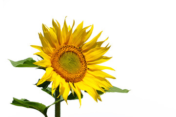 Obraz premium Sonnenblume 12