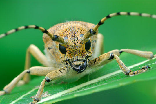 Bug Saperda carcharias, sleeps early in the morning.