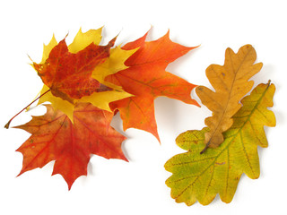 oak and maple leaves