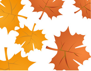 Autumn leaves vector illustration