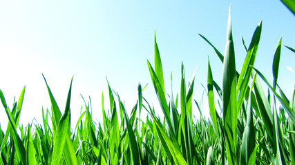 Fototapeta premium green lawn