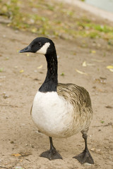 wild goose brant bird waterfowl