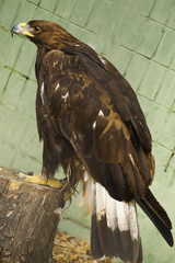 Steppe Eagle