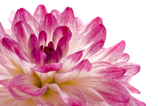 Close-up of pink isolated dahlia