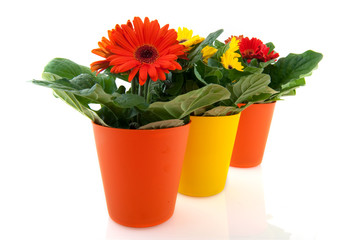 Yellow and orange Gerber