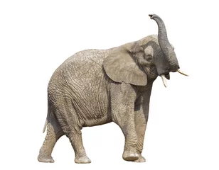 Papier Peint photo Lavable Éléphant Éléphant d& 39 Afrique avec un tracé de détourage