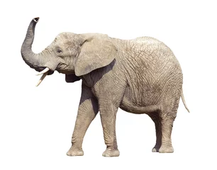Foto auf Acrylglas Afrikanischer Elefant mit Freistellungspfad © Jakub Krechowicz