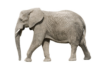 Éléphant d& 39 Afrique avec un tracé de détourage