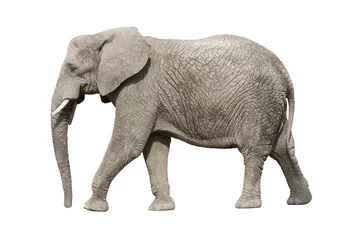 Afwasbaar Fotobehang Olifant Afrikaanse olifant met uitknippad