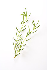 Obraz premium ローズマリー