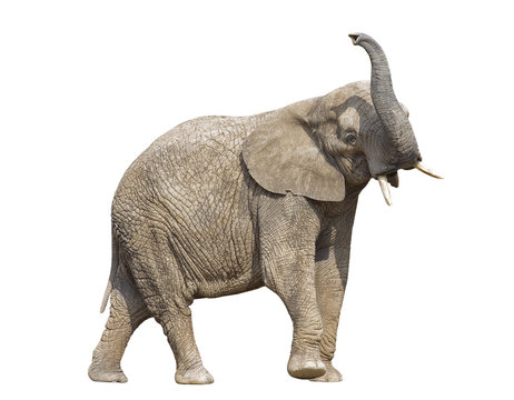 African elephant with clipping path