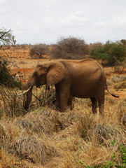 Fototapeta na wymiar elefante