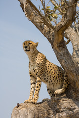 Cheetah in tree in South Africa