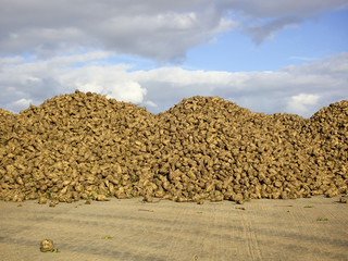 newly harvested sugarbeet