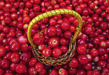 Basket of Cowberries