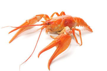 Crawfish