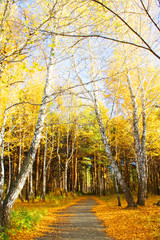 Fototapeta premium Autumn Landscape