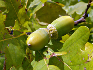.unripe acorn on autumn oak