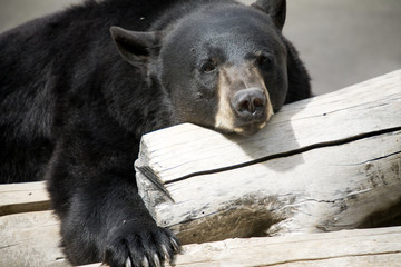 Black bear relaxing