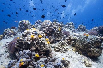 Colorful coral