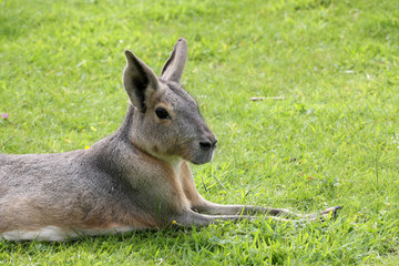 Mara oder Pampashase