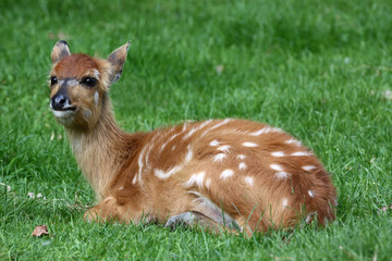 Sitatunga