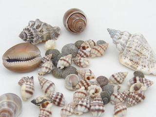 coquillage