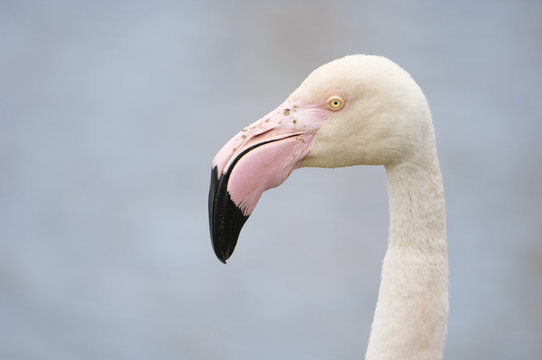 Porträt eines Flamingos