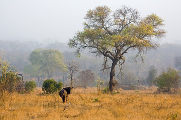 Wildebeest in the Mist at Dawn in South Africa