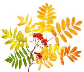 Fototapeta premium Rowan autumn composition isolated on white