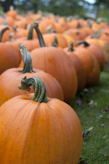 Pumpkin in Field 3