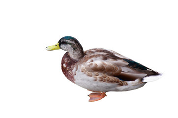 Duck Isolated