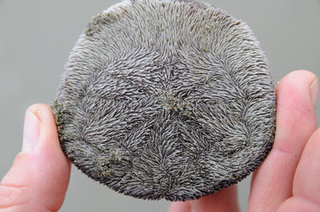 Sand Dollar © AndreasJ