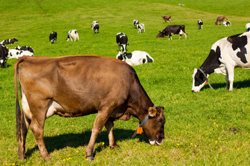 Dairy cow