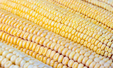 Freshly harvested corn, close up.
