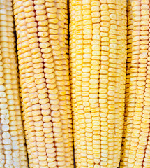 Freshly harvested corn, close up.