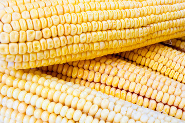 Freshly harvested corn, close up.