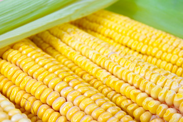 Freshly harvested corn, close up.