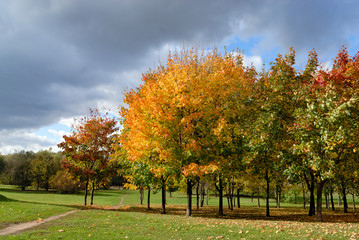 Fototapeta na wymiar Autumn tree in park