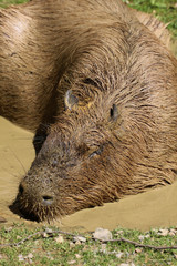 Wasserschwein im Schlammbad