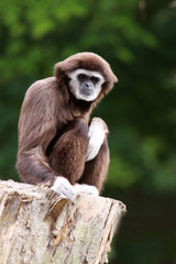 Weißhandgibbon