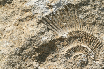 Ammonite fossil