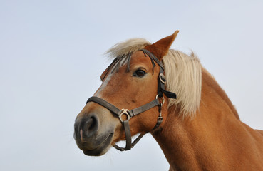 Obraz premium Haflinger unter blauem Himmel