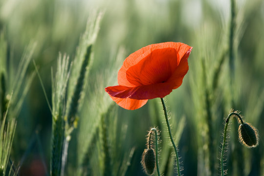 One poppy close-up on the cereal field background horizontal
