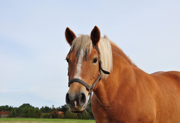 Obraz premium Haflinger auf der Weide