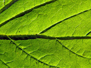 texture of the sheet tree