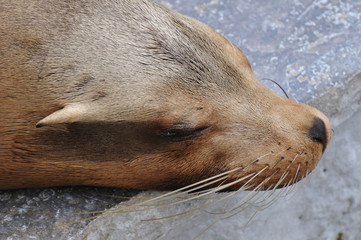 schlafender Seelöwe