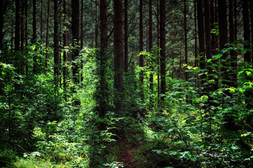 Fototapeta na wymiar Pine forest